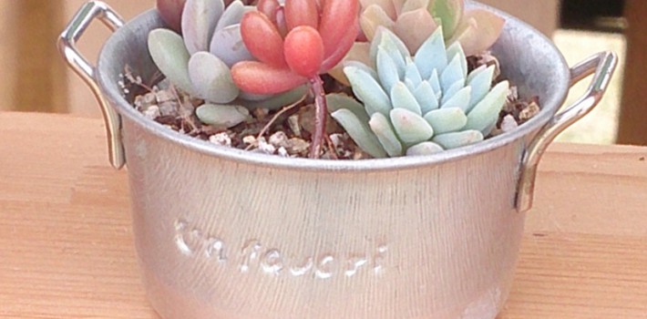 多肉植物寄せ植え