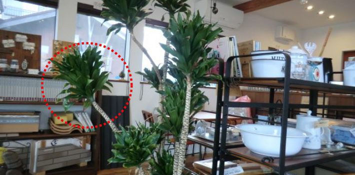 観葉植物
