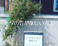七夕の竹